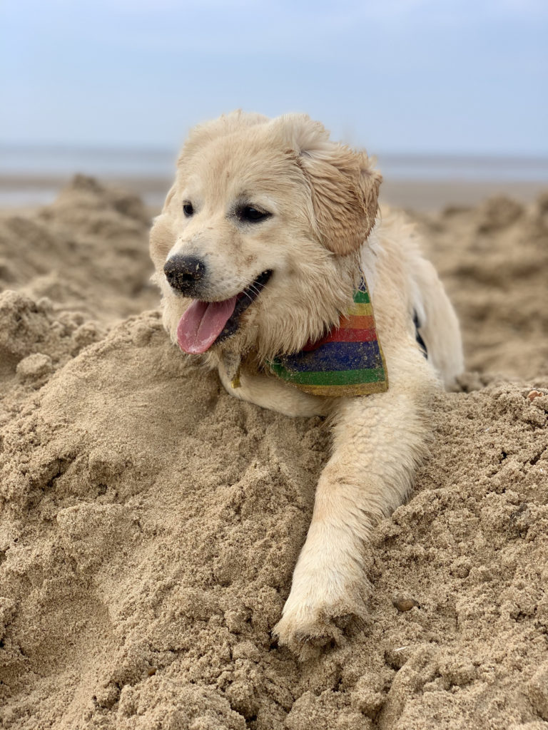 Best Dog Friendly Beaches Devon