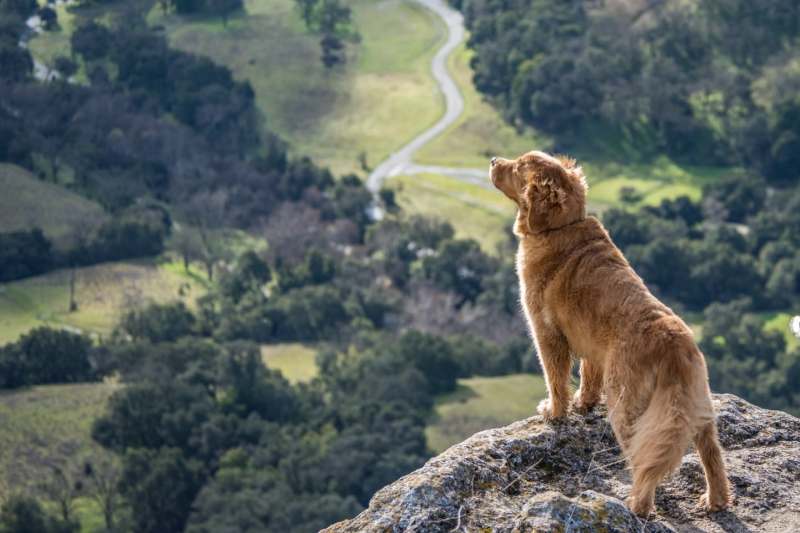 Best Dog Friendly Beaches Dorset