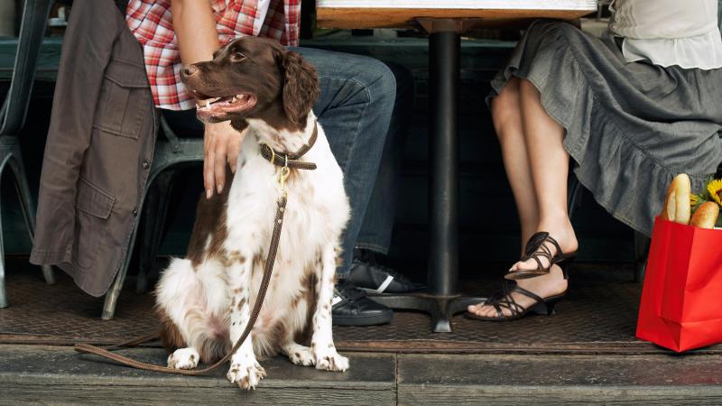 Best Dog Friendly Coffee Shops Near Me