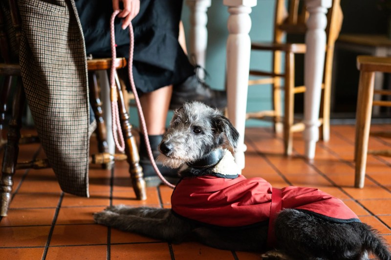 Best Dog Friendly Flooring