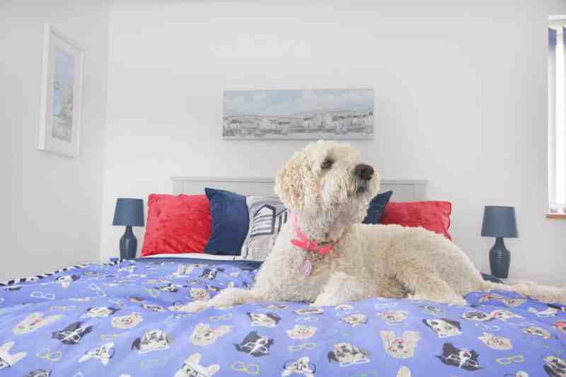 Best Dog Friendly Holidays Cornwall