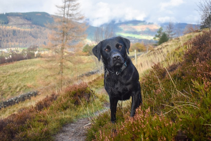 Best Dog Friendly Munros