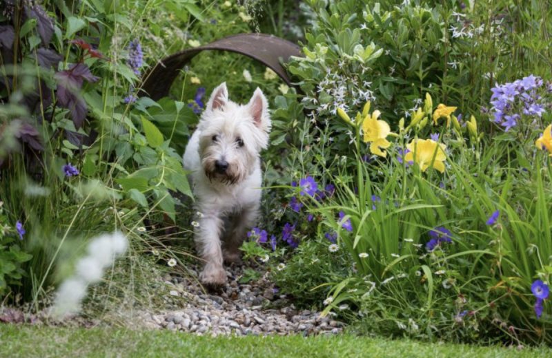 Best Dog Friendly Outdoor Plants