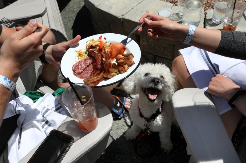 Best Dog Friendly Patios Chicago