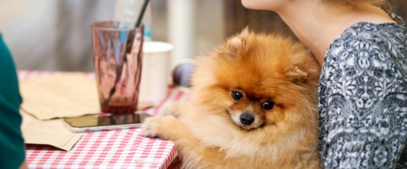 Best Dog Friendly Patios Near Me