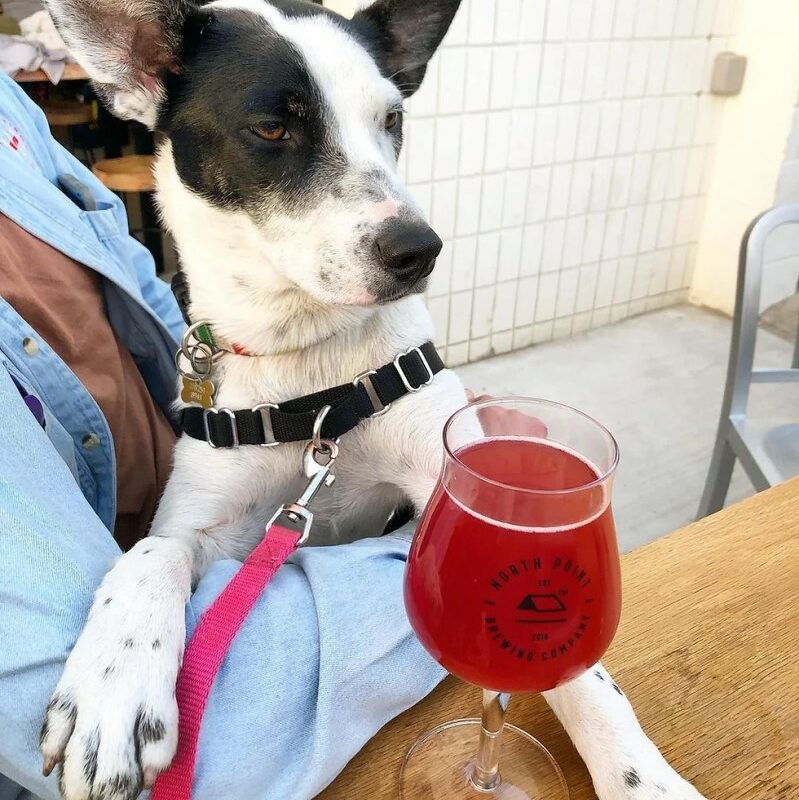 Best Dog Friendly Patios Vancouver