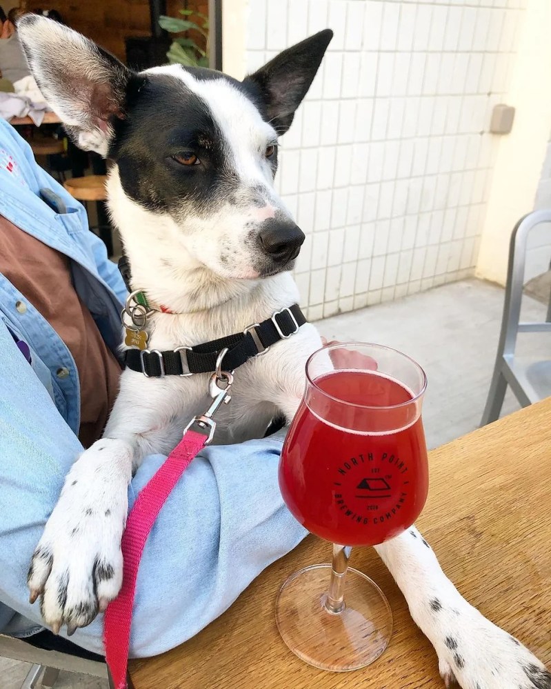 Best Dog Friendly Patios Vancouver