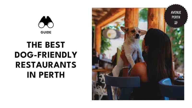 Best Dog Friendly Places Near Me