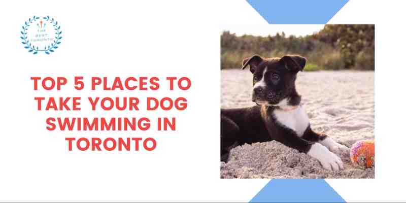 Best Dog Friendly Resorts Ontario