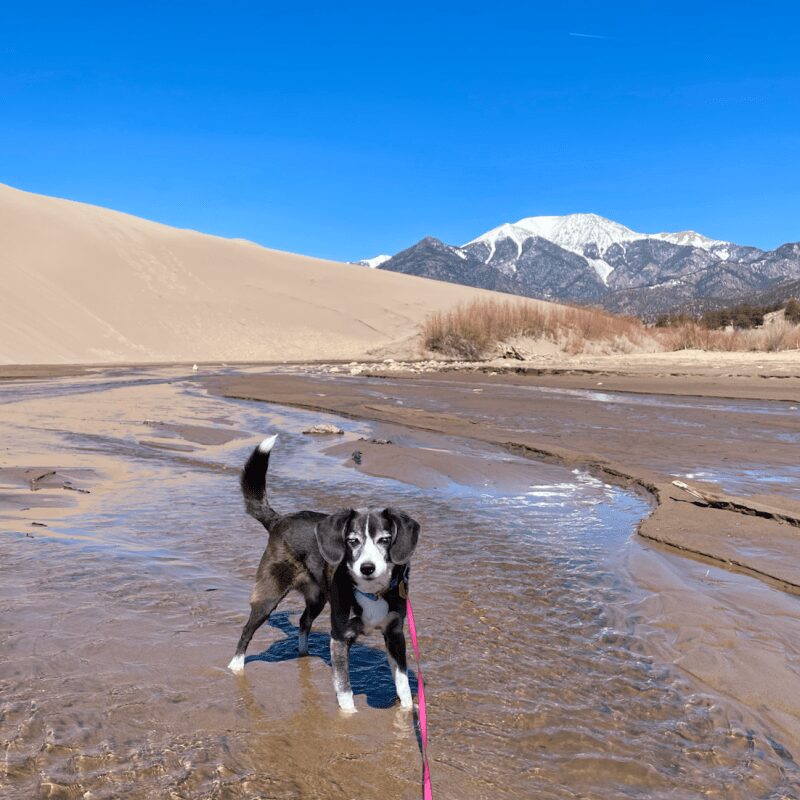 Best Dog Friendly Towns In Colorado