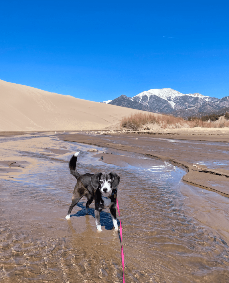 Best Dog Friendly Towns In Colorado