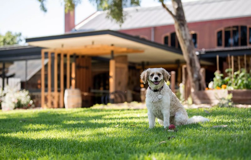 Best Dog Friendly Wineries Yarra Valley