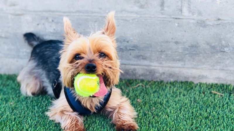 Best Dog Friendly Yorkshire