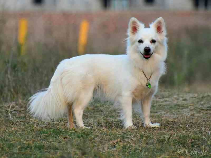 Best Friendly Dog In India