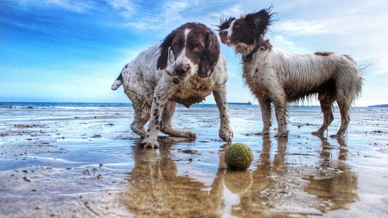 Dog Friendly Beaches Eastern Suburbs