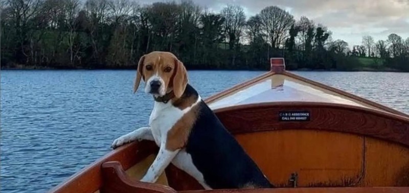 Dog Friendly Cabin Lake District