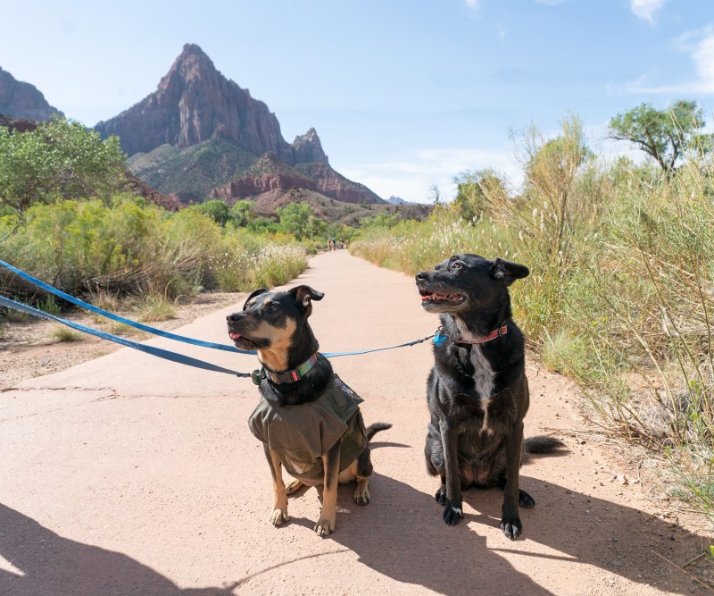 Dog Friendly Hiking Vacations