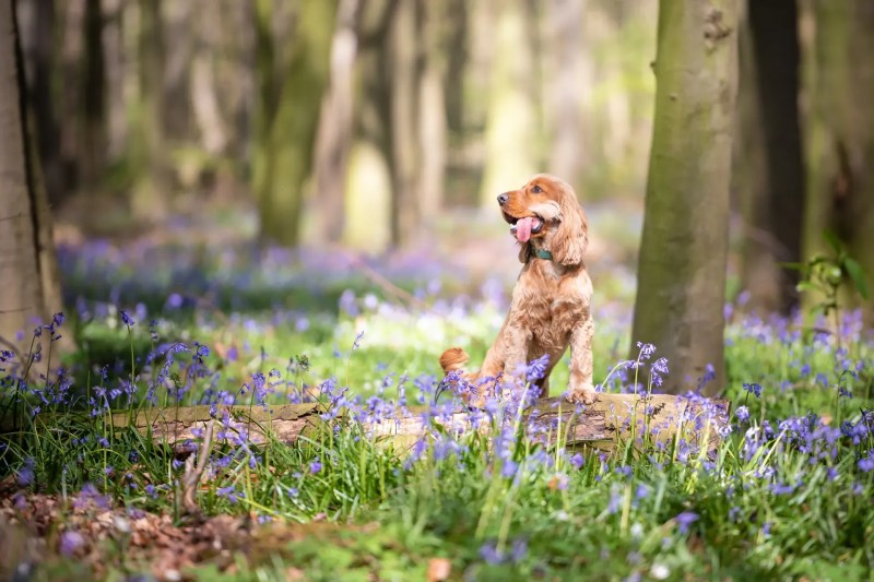 Dog Friendly Holidays Devon And Cornwall