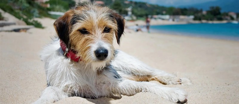 Dog Friendly Holidays Gower Peninsula