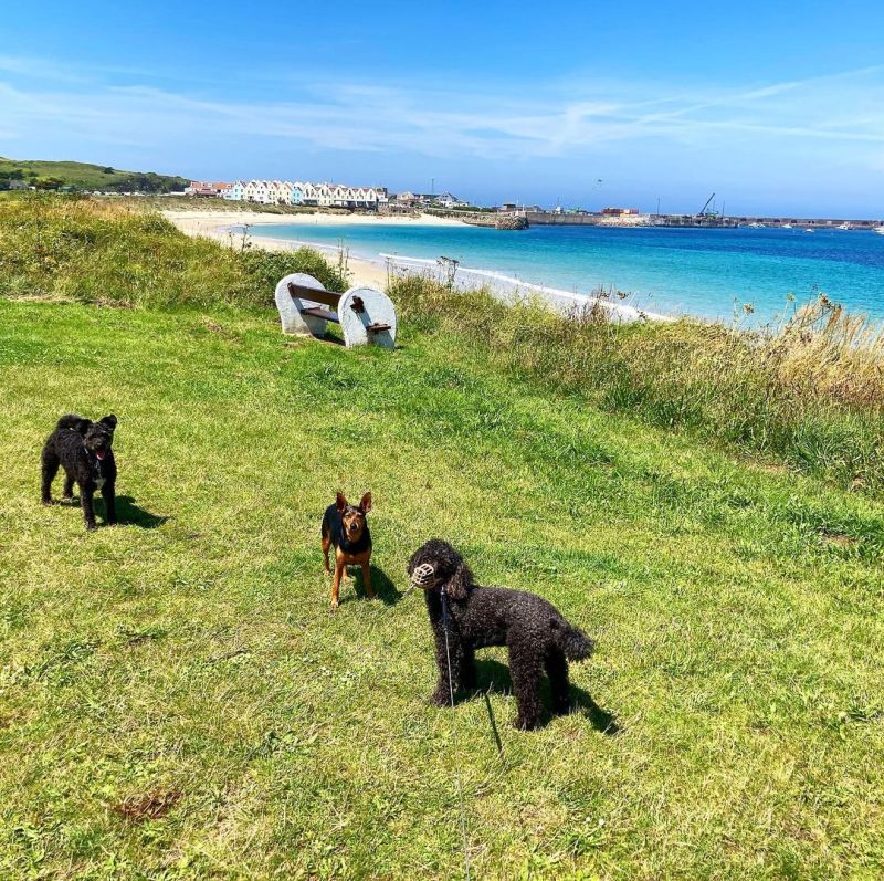 Dog Friendly Holidays Guernsey