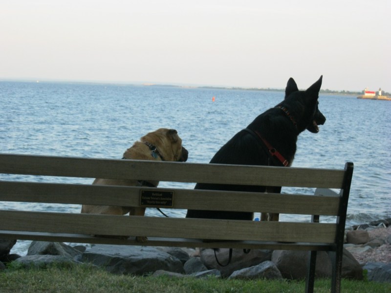 Dog Friendly Lodging Near Grand Marais Mn