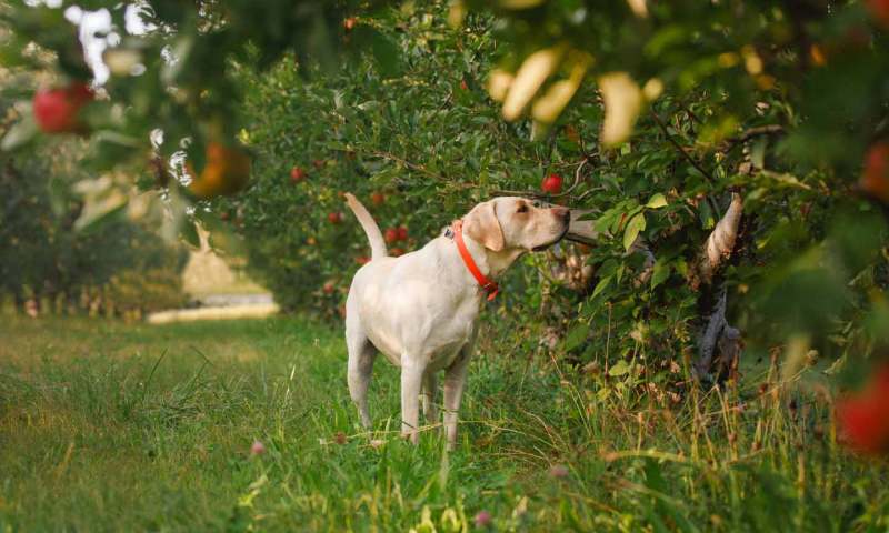 Dog Friendly Lodging Near Kearney Ne