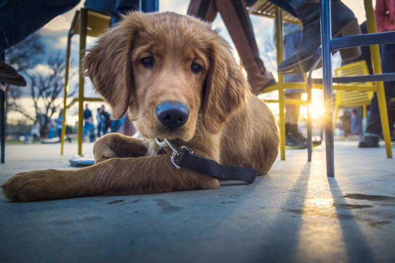 Dog Friendly Lodging Vermont