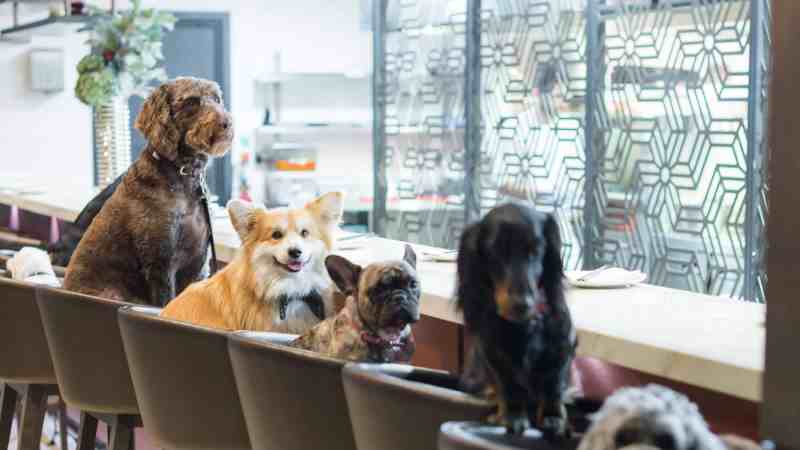 Dog Friendly Places Near Me Indoor