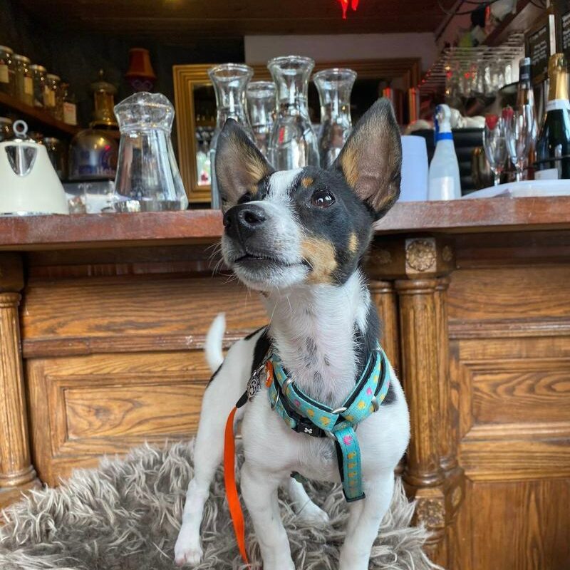 Dog Friendly Pubs With Food Near Me