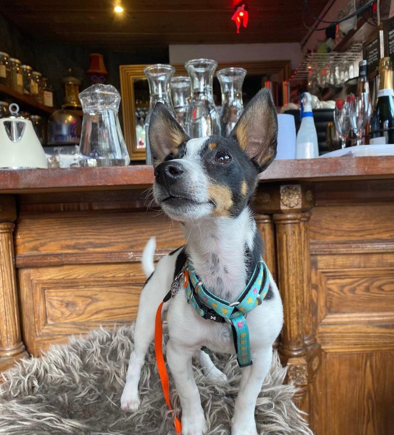 Dog Friendly Pubs With Food Near Me