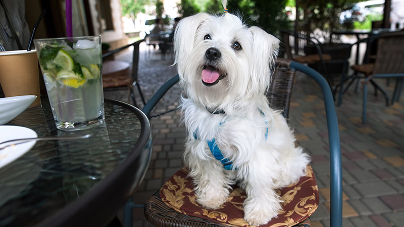 Dog Friendly Pubs With Outdoor Seating Near Me