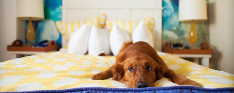 Dog Friendly Resorts Maryland