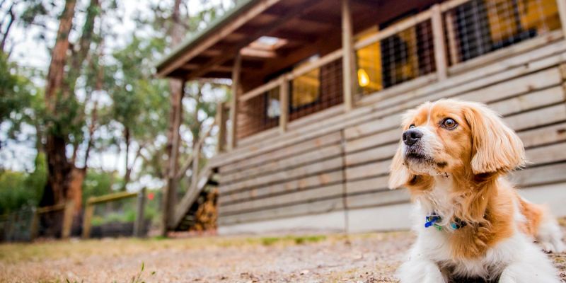 Dog Friendly Resorts Victoria