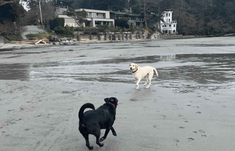 Off Leash Dog Friendly Beaches Near Me