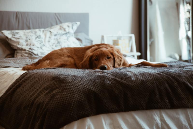 Pet Friendly Lodging Zion Ut