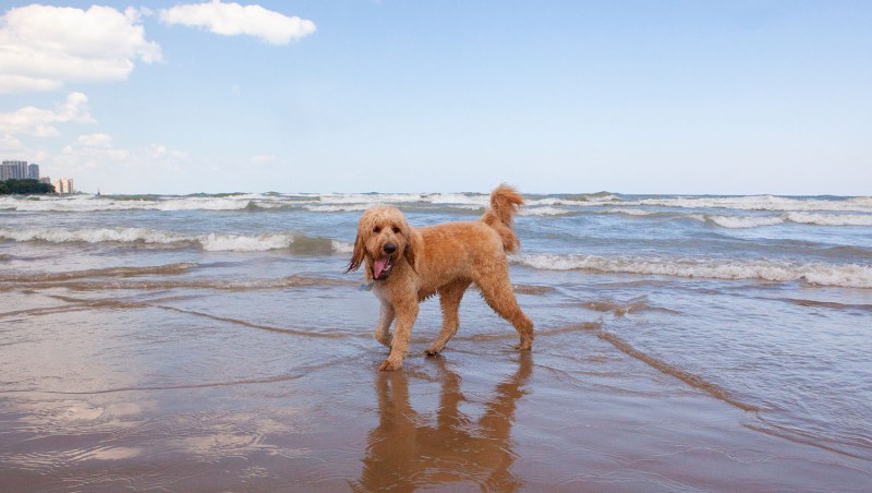 Pet Friendly Places To Go On Vacation