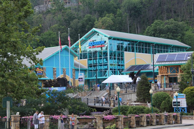 Pet Friendly Things To Do In Gatlinburg And Pigeon Forge