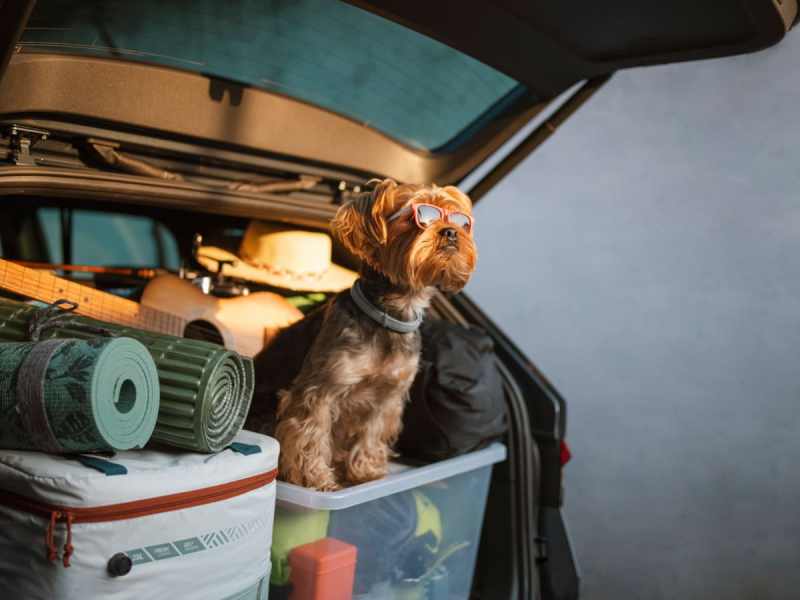 Road Trip With Dogs Planner