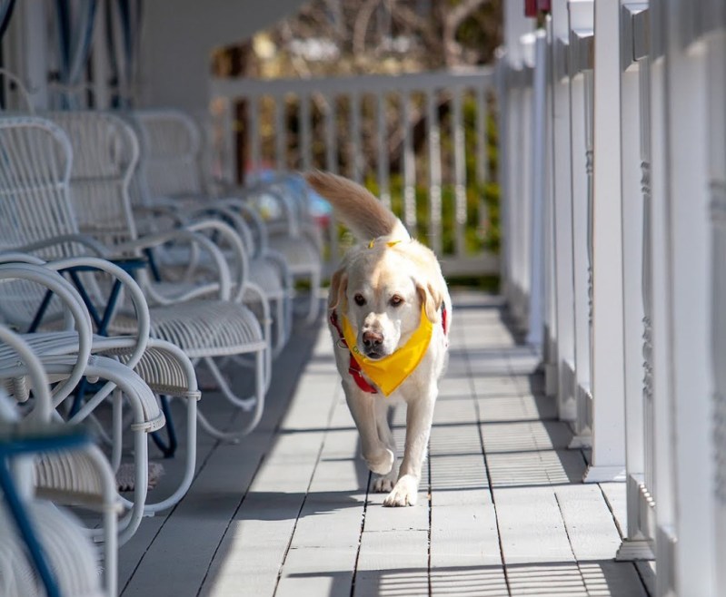 Vacation Dog Bumper