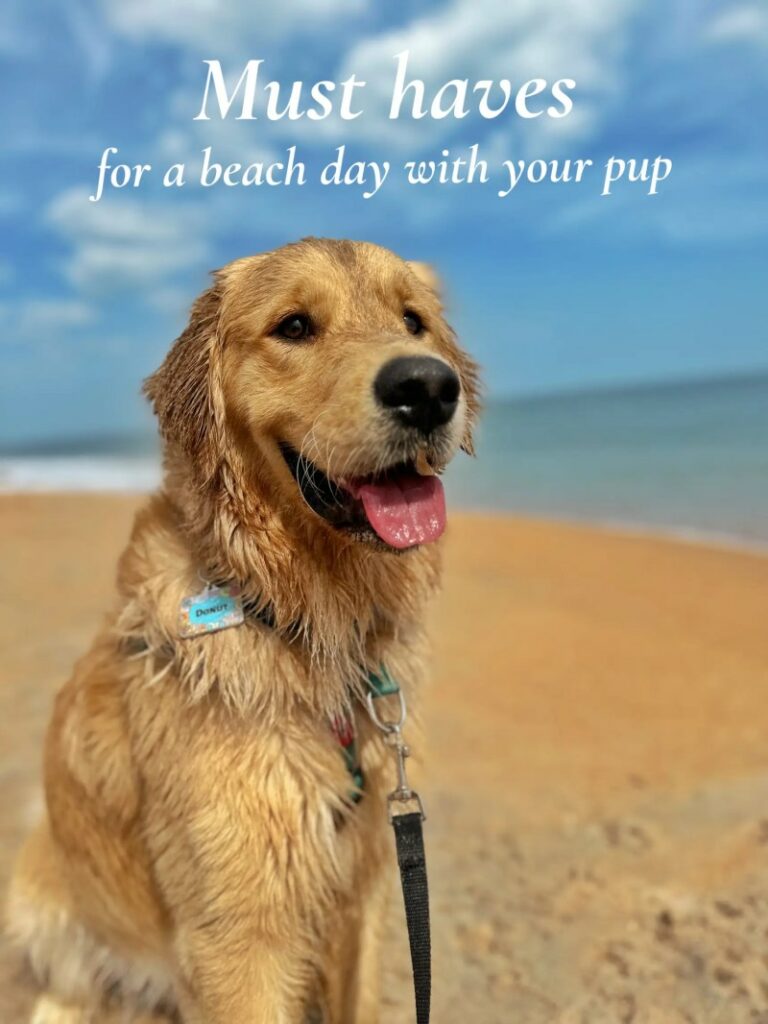 Vacations With Your Dogs