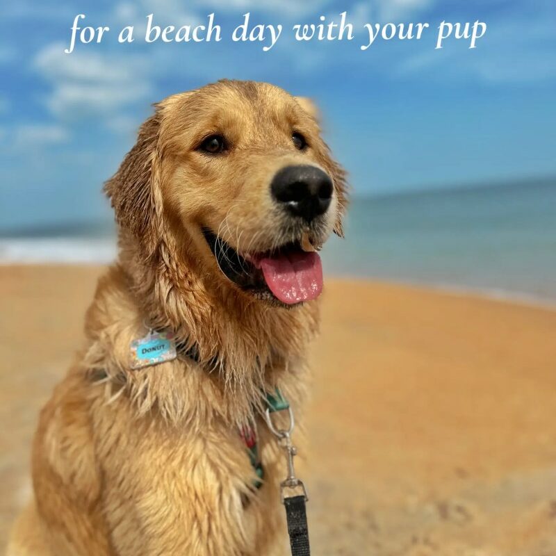 Vacations With Your Dogs