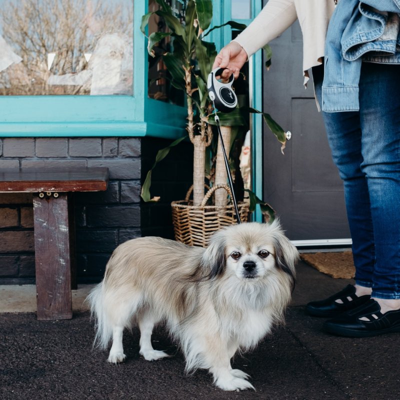 Best Dog Friendly Cafes Brisbane