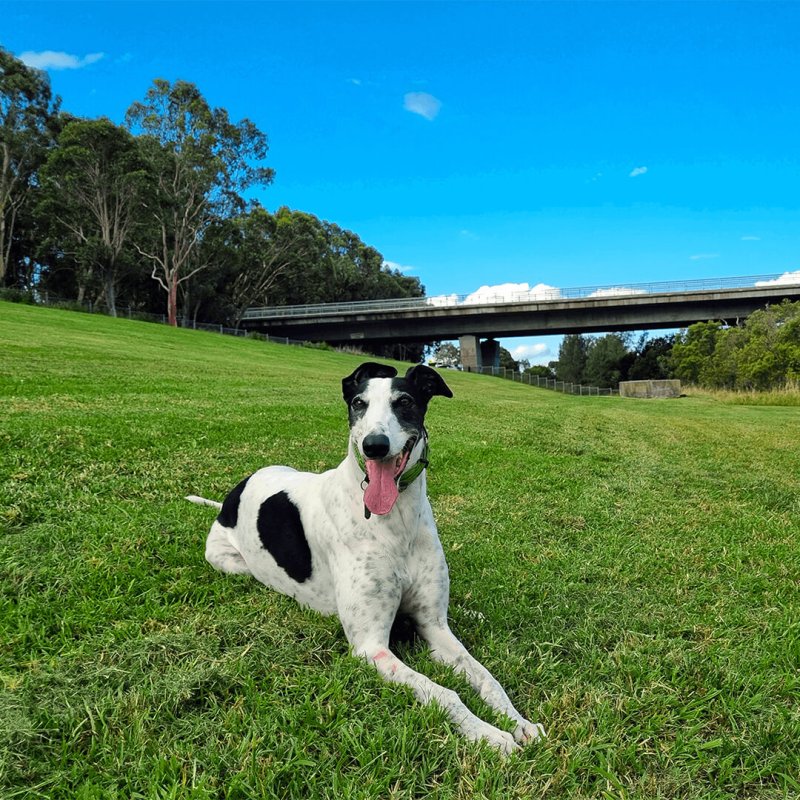 Best Dog Friendly Parks Near Me